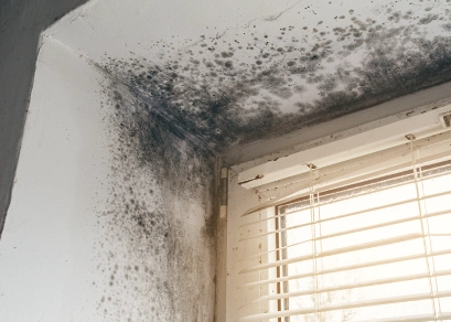 mold-restoration-service